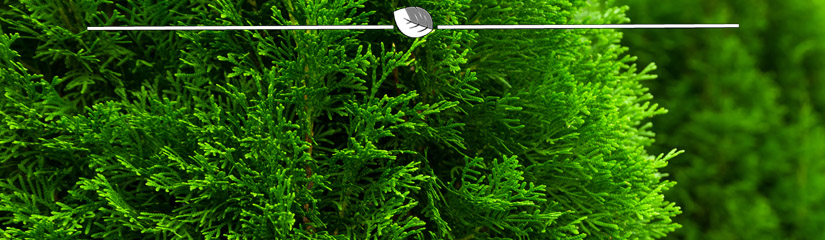 Thuja occidentalis Smaragd - Westerse Levensboom Smaragd blad